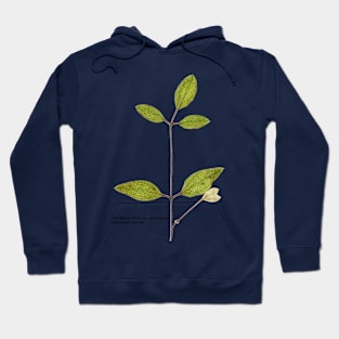 Clematis terniflora var. mandshurica	Manchurian clematis Hoodie